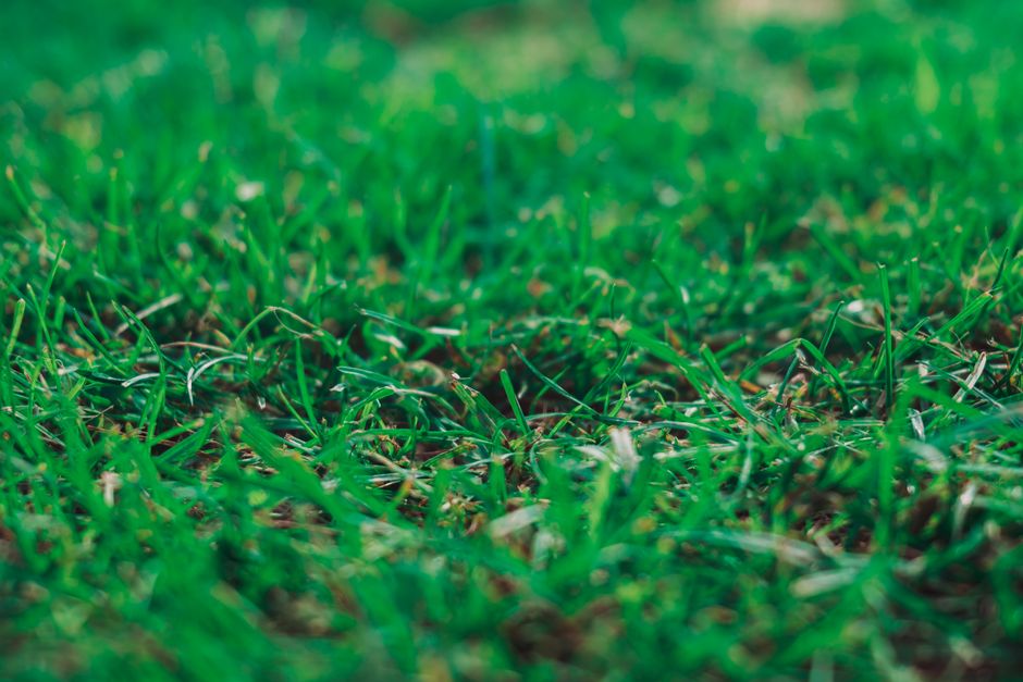 Close-up view of a lush, green lawn showing freshly cut grass with a mixture of narrow and broad blades, some lying flat while others stand upright. The soil beneath the grass is slightly visible in s