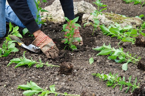 A gardener wearing gloves and dark clothing is planting young shrubs into dark, moist soil in a landscaped garden area. The garden features neatly arranged green plants with fresh, vibrant foliage, and the surrounding soil appears well-maintained and aerated. The planting activity occurs on a sunny day, with natural light illuminating the garden, which includes garden beds bordered by rocks and possibly paving or paved pathways visible at the edges. The scene reflects ongoing outdoor maintenance work, typical of professional gardening services provided by Garden Maintenance Norbiton in the KT postcode area, contributing to a tidy and well-structured garden environment.