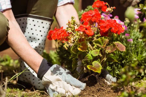 A gardener wearing gloves is actively planting a vibrant red geranium in a well-maintained garden bed. The garden features a lush green lawn in the foreground with a healthy, dense grass surface. Behind the plant, there are various flowering plants with purple and pink blooms, along with neatly trimmed hedges and small shrubs, creating an organized and appealing outdoor space. The background includes mature trees and a paved patio area, suggesting a landscaped yard designed for outdoor enjoyment. Natural sunlight illuminates the scene, highlighting the vibrant colours of the flowers and the greenery, indicative of a bright, clear day. This setting showcases typical elements of a thoughtfully maintained garden, suitable for landscaping and lawn care services by companies like Garden Maintenance Norbiton, serving local residents in the Norbiton area.