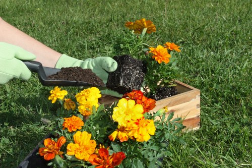 A gardener wearing green gardening gloves is planting a vibrant orange and yellow flowering plant into a wooden planter box in a lush, well-maintained garden. The garden features a grassy lawn with dense, green turf and is bordered by a backdrop of mature trees and shrubs, creating a natural and structured outdoor space. The wooden planter box is placed on the grass, and the gardener is using a trowel filled with soil to carefully position the plant. The area appears to be a back garden with ample natural light, highlighting the rich colours of the flowers and the textures of the soil, grass, and wood. This scene reflects typical gardening activities associated with professional lawn care and planting services, linking to garden maintenance in Norbiton and nearby areas, ensuring a vibrant and healthy outdoor environment.